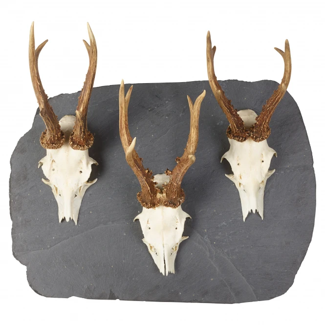 Pardur Trophy Board Deer XL 4 Pardur Trophy Board Deer XL - Image 2