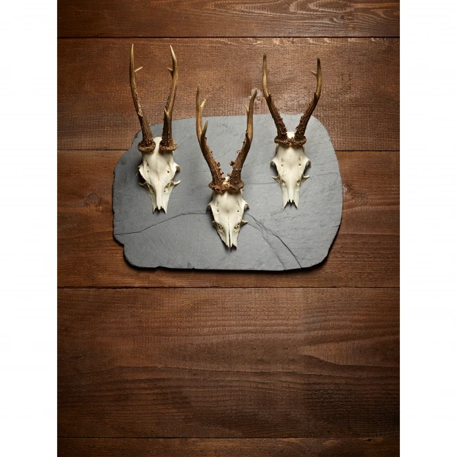 Pardur Trophy Board Deer XL 3 Pardur Trophy Board Deer XL